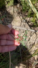 Pelargonium multicaule multicaule