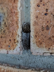 Cryptalaus prosectus