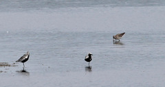 Limosa lapponica