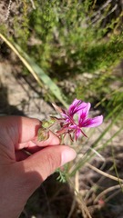 Pelargonium multicaule multicaule