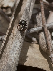 Zenodorus orbiculatus