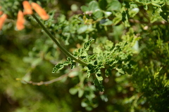 Leonotis ocymifolia