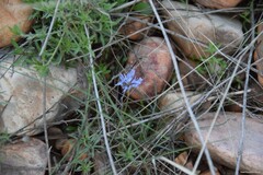 Jasione sessiliflora