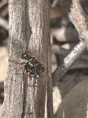 Zenodorus orbiculatus