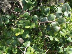 Dovyalis rotundifolia