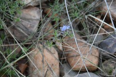 Jasione sessiliflora