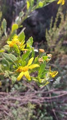 Osteospermum asperulum