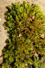 Orthotrichum anomalum