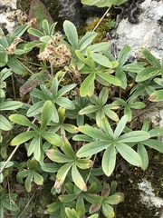 Alchemilla conjuncta