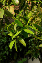 Garcinia gummi-gutta