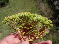 Crassula glomerata