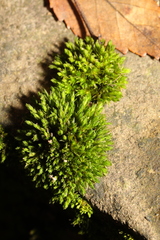 Aulacomnium androgynum