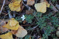 Arenaria montana