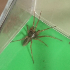 Dysderoidea