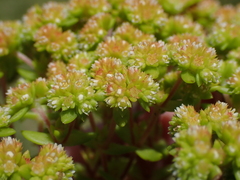 Crassula glomerata