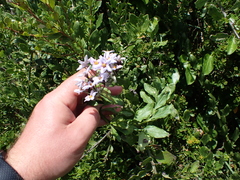 Solanum africanum