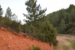 Juniperus oxycedrus