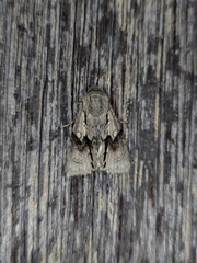 Turnerinycta phaeocosma