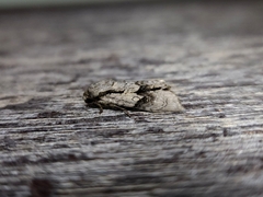 Turnerinycta phaeocosma