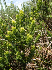 Morella cordifolia