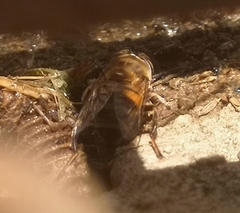 Eristalinus taeniops