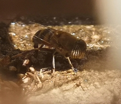 Eristalinus taeniops