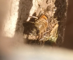 Eristalinus taeniops