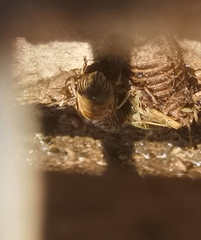 Eristalinus taeniops
