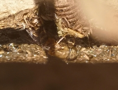 Eristalinus taeniops