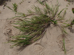 Pentameris heptameris