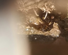 Eristalinus taeniops