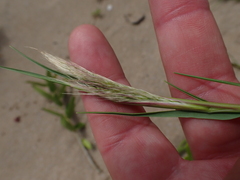 Pentameris heptameris