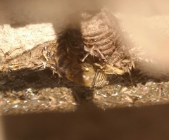 Eristalinus taeniops
