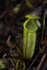 Nepenthes gymnamphora