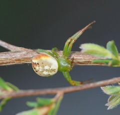 Australomisidia