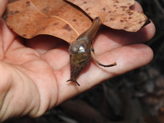 Helicarionidae