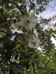 Brugmansia suaveolens