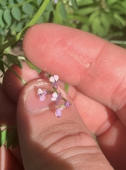 Vicia disperma