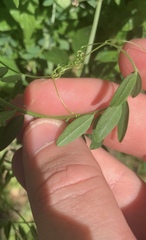 Vicia disperma