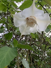 Brugmansia suaveolens