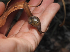Helicarionidae