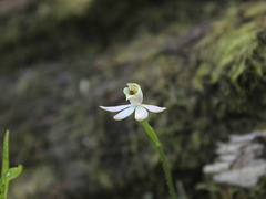 Caladenia variegata