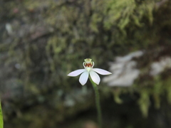 Caladenia variegata