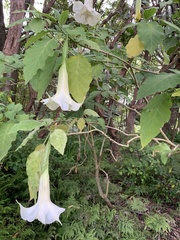 Brugmansia suaveolens