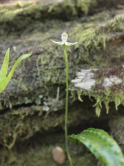 Caladenia variegata