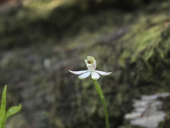 Caladenia variegata