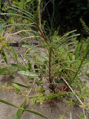Ficinia ramosissima
