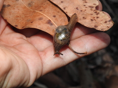 Helicarionidae