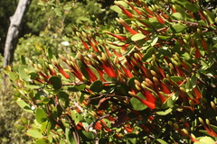 Peraxilla tetrapetala