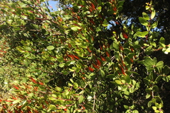 Peraxilla tetrapetala